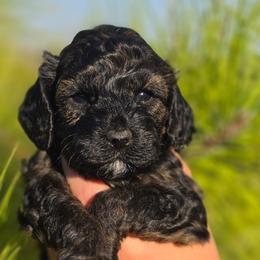 Moana - Sable female Cockapoo puppy in Indiahoma, Oklahoma from Phamily Doodles