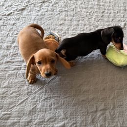 Jessie - Red female Dachshund puppy in Shawnee, Oklahoma from Magic Eagle Miniature Dachshunds