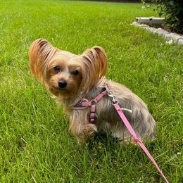 Maia - Yorkshire Terrier
