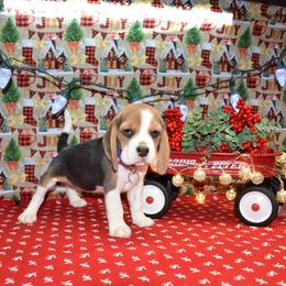 Purple collar female - Black tan and white female Beagle puppy in Fontana, California from JLB Beagles & MBT