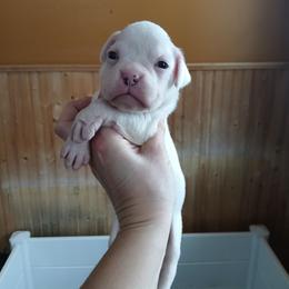 Haze - White female Boxer puppy in Cannon Falls, Minnesota from Pattys Boxers and Bulldogs