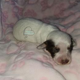 Felicity long haired girl (3300) - Piebald female Dachshund puppy in Herald, California from Bluegum Dachshunds