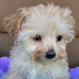 Pixie - Sable female Yorkipoo puppy in Lebanon, Kentucky from Mosaic Merle Doodles