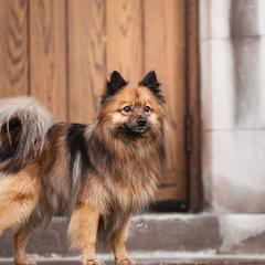 Lark - German Spitz