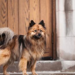 Lark - German Spitz