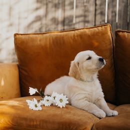 Golden Retriever Puppies from Rosemary Goldens