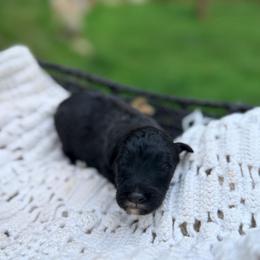 Popsicle - Black male Goldendoodle puppy in Pollock Pines, California from Penny Lane’s Doodles
