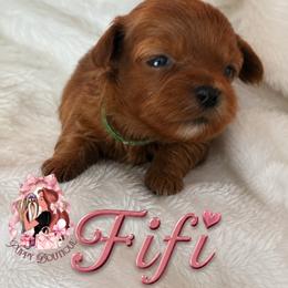 Fifi - Brown female Maltipoo puppy in Concord, California from Puppy Boutique