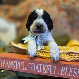 Jingle - Tri-Roan male English Springer Spaniel puppy in Cookeville, Tennessee from Krossroads Kennel