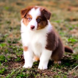 Sweet Potato - Red tri-color female Australian Shepherd puppy in Belton, Texas from Brilliant Beautiful Australian Shepherds