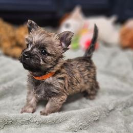 Boy orange - Wheaten male Cairn Terrier puppy in Lore City, Ohio from Loves Kennel