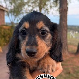 Wendy - Black and tan female Dachshund puppy in Ramona, Oklahoma from Schmitt Dachshunds