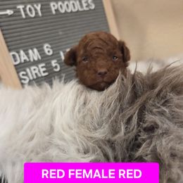 Hailee - Red  female Poodle puppy in Hesperia, California from Sweetie Pie Poodles