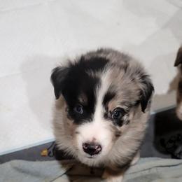 Meadow - Blue merle female Australian Shepherd puppy in Lubbock, Texas from Barn Raised Aussies