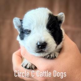 Boy 1 - Blue male Australian Cattle Dog puppy in Blackfoot, Idaho from Circle C Australian Cattle Dogs