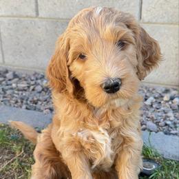 Theo - Apricot male Goldendoodle puppy in San Tan Valley, Arizona from Golden Haven