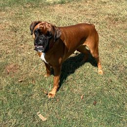 Diva - Boxer
