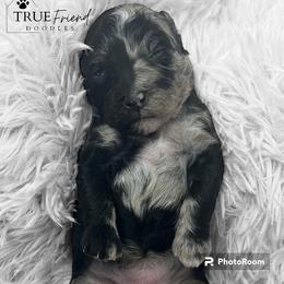 Goldendoodle Puppies from True Friend Doodles