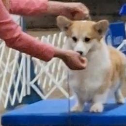Talker - Pembroke Welsh Corgi
