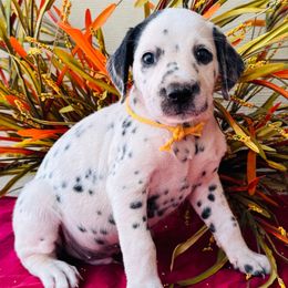 Gold collar - White and black male Dalmatian puppy in Westhoff, Texas from Smart Dalmatians