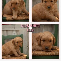 Leia - Dark golden female Golden Retriever puppy in Driggs, Idaho from SK Golden Retrievers