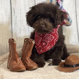 Stetson - Brown Poodle puppy in Carthage, Missouri from Hounds by Mishelle