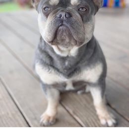 Opal - French Bulldog