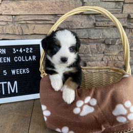 Boy 2 - Miniature Australian Shepherd puppy in Deridder, Louisiana from AussieSmiths