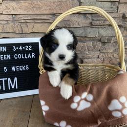 Boy 2 - Miniature Australian Shepherd puppy in Deridder, Louisiana from AussieSmiths