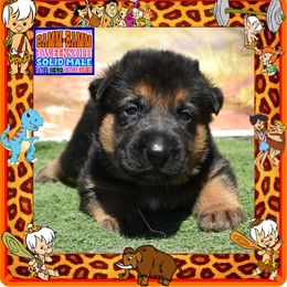 BAMM BAMM RUBBLE - Black and red male German Shepherd puppy in Murrieta, California from Diamond Oaks German Shepherds