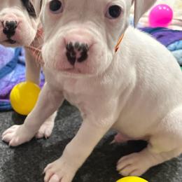 Chopper - Boy 3 - Orange - White male Boxer puppy in Nashville, Tennessee from Best Friends over 20+ years experience