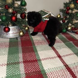Diva - Black female Pomeranian puppy in Tucson, Arizona from Pomutopia