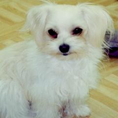 Mi-Kis from Litelltoi Mi-ki