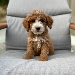 Pearl - Red  female Goldendoodle puppy in Eugene, Oregon from Dbos Furry Friends