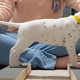 Yellow - White and black Dalmatian puppy in Fort Dodge, Iowa from Carter's Dalmatians