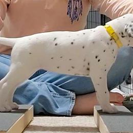 Yellow - White and black Dalmatian puppy in Fort Dodge, Iowa from Carter's Dalmatians