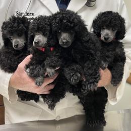 Poodle Puppies from Erisse Poodles