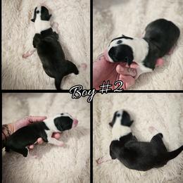 Boy - Black and white male Cardigan Welsh Corgi puppy in Natchitoches. La, Louisiana from Bleu Bayou Corgis
