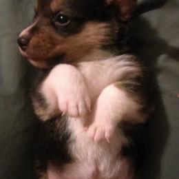 Pembroke Welsh Corgis from Havaheart Corgis