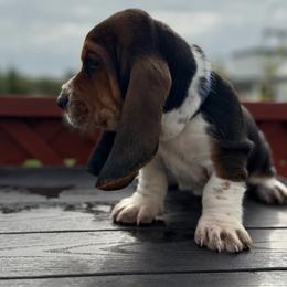 Binkie - Black brown and white male Basset Hound puppy in Independence, Kansas from Little Patch of Heaven