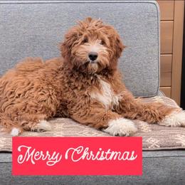 Charlie - Red  male Goldendoodle puppy in Desert Hot Springs, California from Golden Hearted Goldendoodles