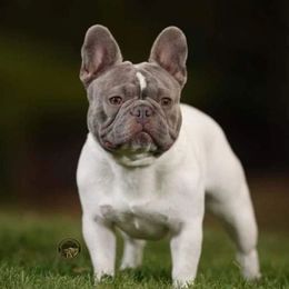 Dirty - French Bulldog