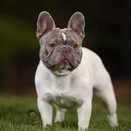 Dirty - French Bulldog