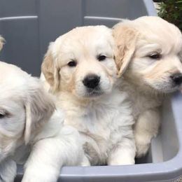 Golden Retrievers from Silkspun Goldens