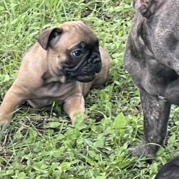 French Bulldog Puppies from Dayna Gwaltney