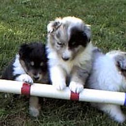 Shetland Sheepdogs from Triumph Shelties