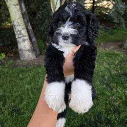 Rex - Black and white male Sheepadoodle puppy in Ashton, Idaho from Kerr Kanine Ranch