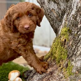 Australian Labradoodle Puppies from Cascade Canyon Labradoodles