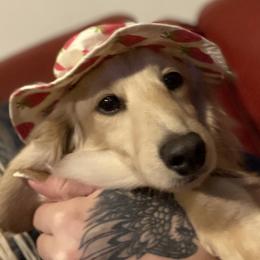 Rosie  - Dachshund
