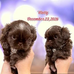 Holly - Chocolate female Shih Tzu puppy in Hanford, California from MeMaw Shih Tzus